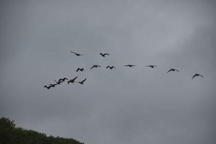 DSC_0453.JPG