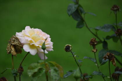DSC_0501.JPG